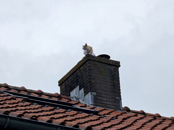 Redding van kat in Jasmijnstraat met een onverwachte wending