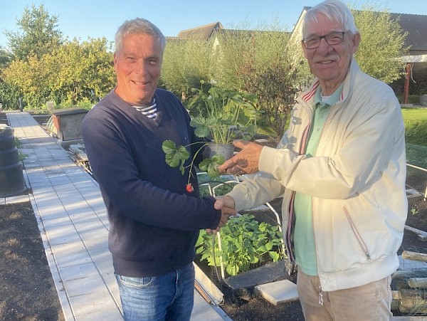 Papendrechtse moestuinen na herstelaanpak weer geschikt voor consumptie