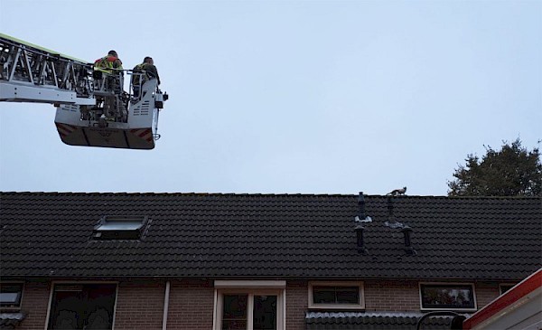 Kat op dak verstopt onder zonnepanelen zorgt voor hilariteit bij reddingsactie