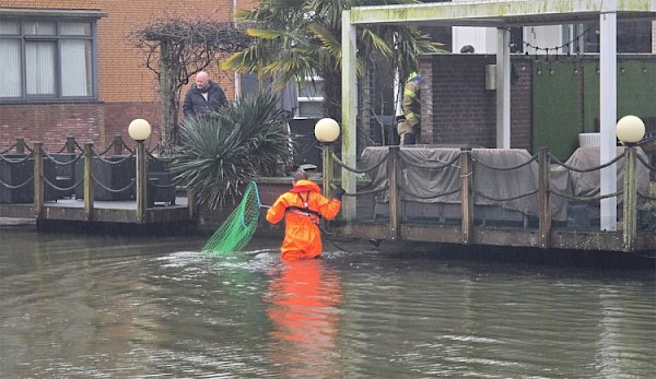 Brandweer helpt eend in nood aan Alver
