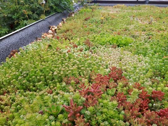 Groendak is gezond, natuurlijk en ook nog eens mooi: Uw dak vergroenen? Wij helpen u graag op weg