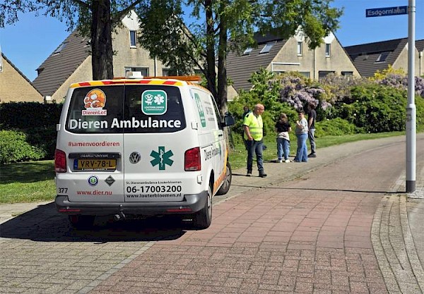 Kat na inzet brandweer uit boom Cypressenlaan
