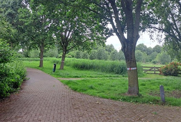 Eikenprocessierups gevonden in park Noordhoekse Wiel