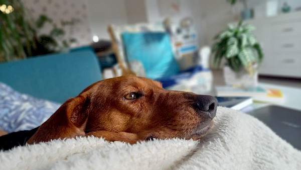 Actie voor ernstig zieke hond Macy