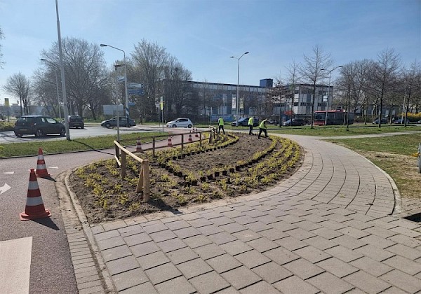 Gemeente plaatst planten in nieuw aangelegd plantsoen rotonde Burgemeester Keijzerweg/Veerweg