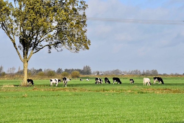 CDA Zuid-Holland: stikstofaanpak moet eerlijker verdeeld worden
